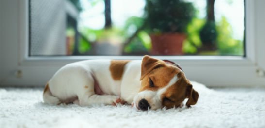 Jack-Russel-Puppy-On-White-Carpet
